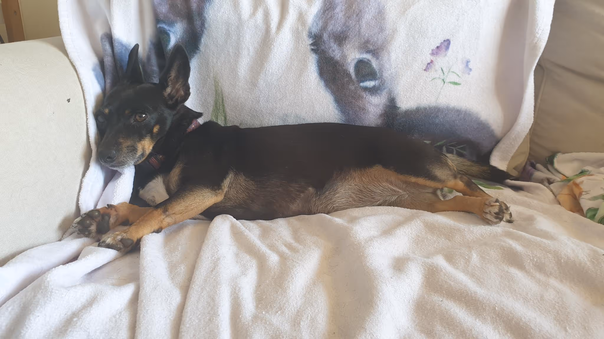 a little dog